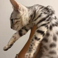 Cuccioli gatti razz bengala cucciolata allevamento