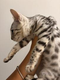 Cuccioli gatti razz bengala cucciolata allevamento