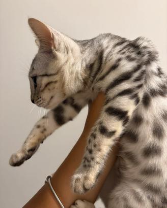 Cuccioli gatti razz bengala cucciolata allevamento