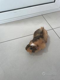 Cavia di pochi mesi femmina