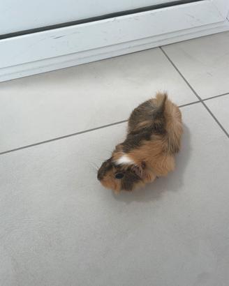 Cavia di pochi mesi femmina