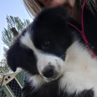 Cuccioli di border collie