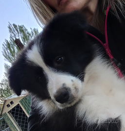 Cuccioli di border collie