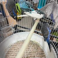 Cuccioli di pappagallo cocorita