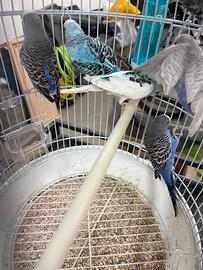 Cuccioli di pappagallo cocorita