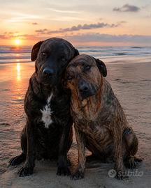 Brando e Lola 