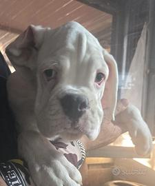 Cucciolo boxer bianco