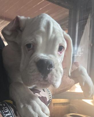 Cucciolo boxer bianco
