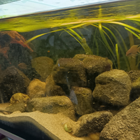 Ciclidi africani Tanganica