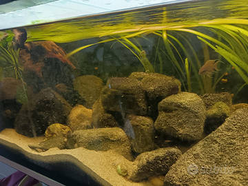 Ciclidi africani Tanganica