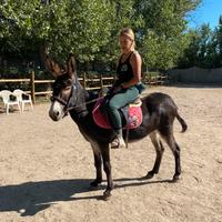 Asina domata gravida