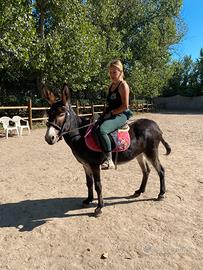 Asina domata gravida