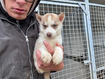 Siberian Husky con pedigree enci