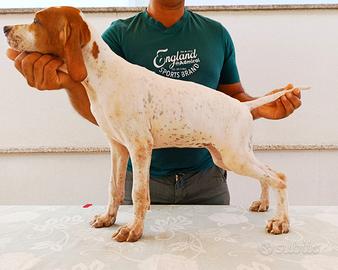 Pointer Inglese