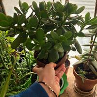 Piante albero di giada in vaso altezza 30-40 cm