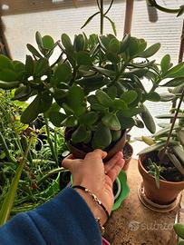 Piante albero di giada in vaso altezza 30-40 cm