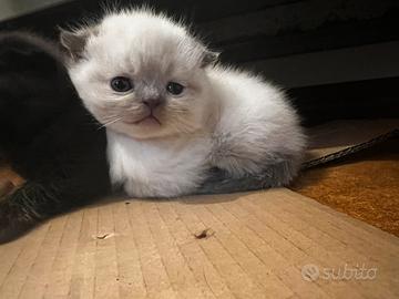 Scottish fold