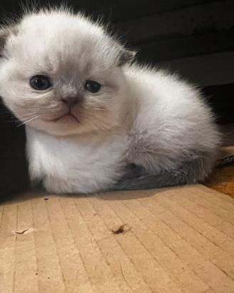 Scottish fold