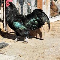 Australorp