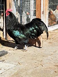 Australorp