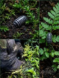 Isopodi Zebra - Armadillidium maculatum Zebra 10pz