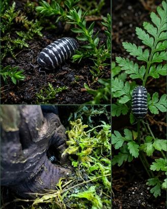 Isopodi Zebra - Armadillidium maculatum Zebra 10pz