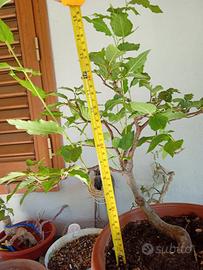 prebonsai carpino nero