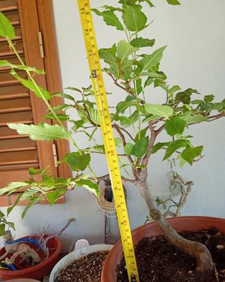 prebonsai carpino nero
