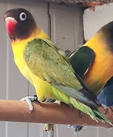 Maschi Agapornis Personatus