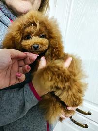 Barbone maschio toy 24 cm pedigree enci