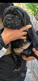 Cuccioli di cane corso