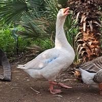 Oche Bianche Campidoglio