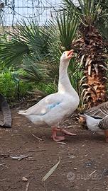 Oche Bianche Campidoglio