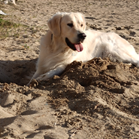 Golden retriever per accoppiamento