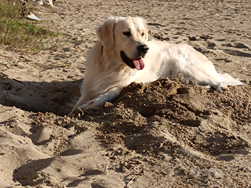 Golden retriever per accoppiamento