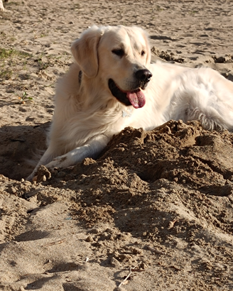 Golden retriever per accoppiamento