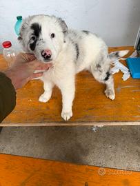 Cuccioli di Pastore Australiano Blu Melre