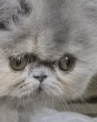 Cuccioli di Gatto Persiano