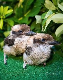Pulletto di Kookaburra 
