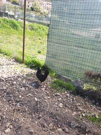 Coppia Padovana Nana ciuffo Bianco