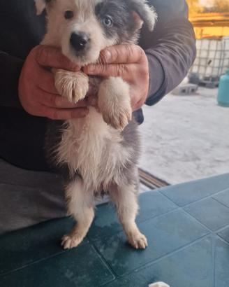 Border collie