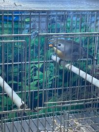 Usignolo del Giappone