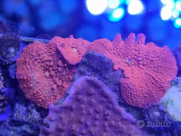 DISCOSOMI ROSSI - Coralli molli