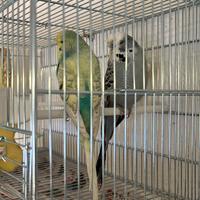 Coppia riproduttiva cocorite inglesi