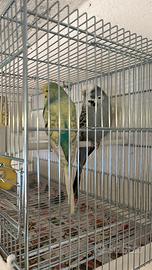 Coppia riproduttiva cocorite inglesi