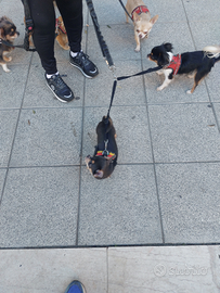 Chiuhuahua