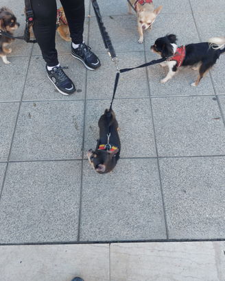 Chiuhuahua