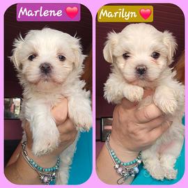 Maltese femmina con pedigree ENCI