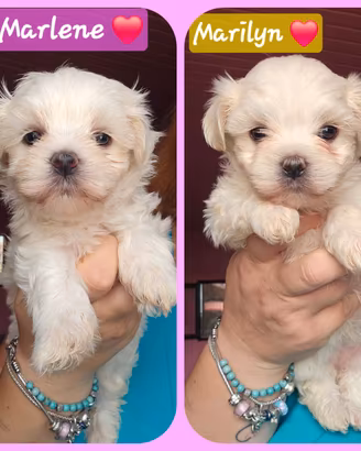 Maltese femmina con pedigree ENCI