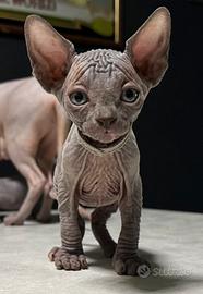 Cuccioli sphynx